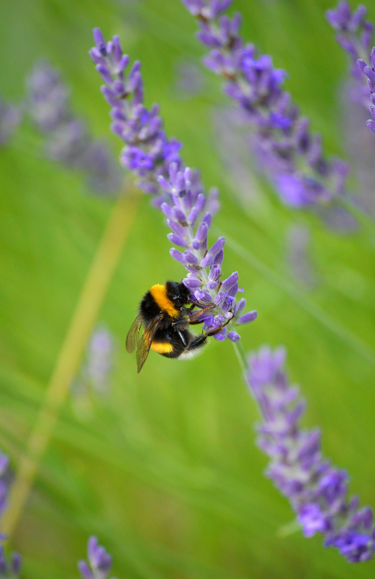 Foto einer Gartenhummel (Bombus hortorum)