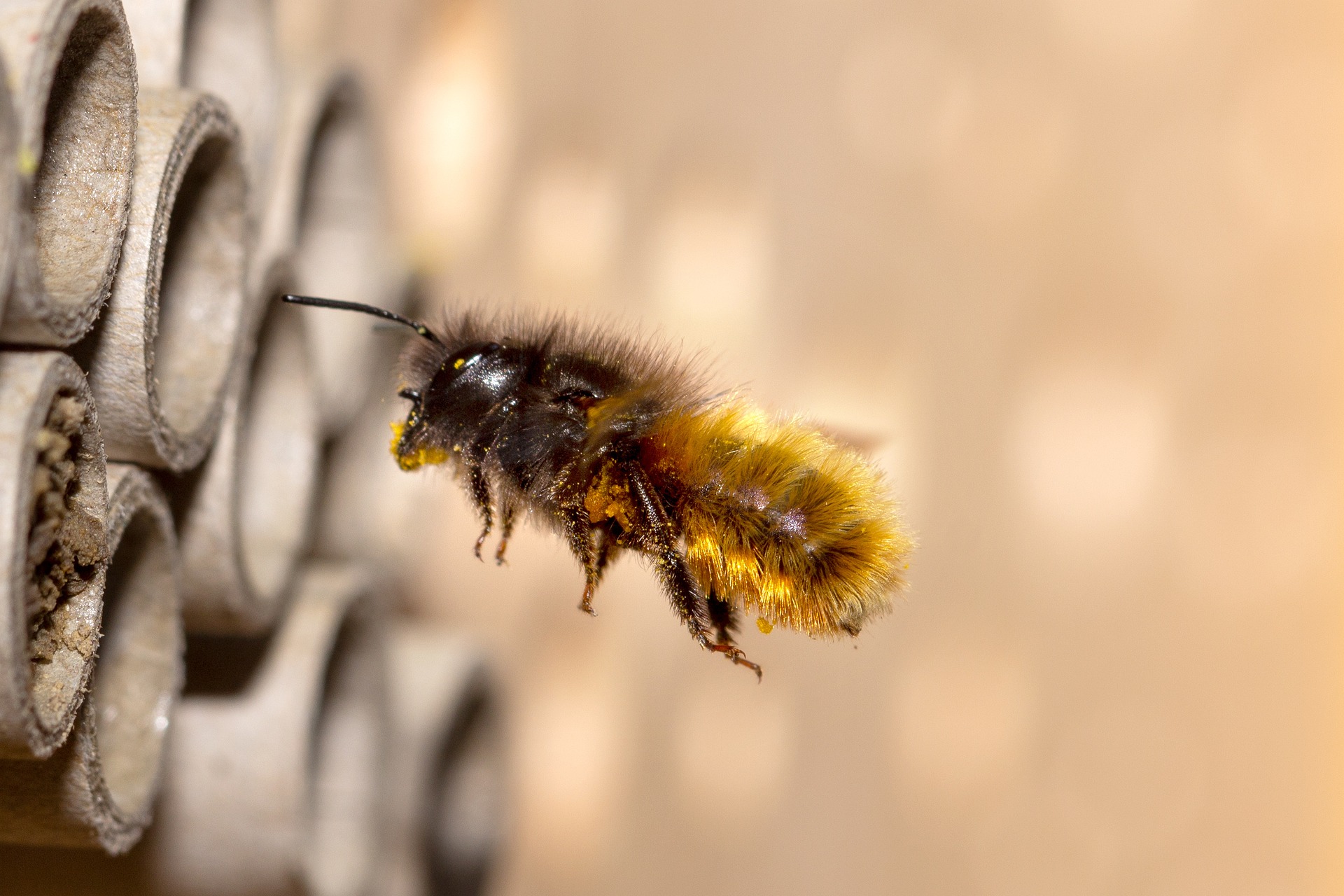 Foto einer Gehörnte Mauerbiene (Osmia cornuta)