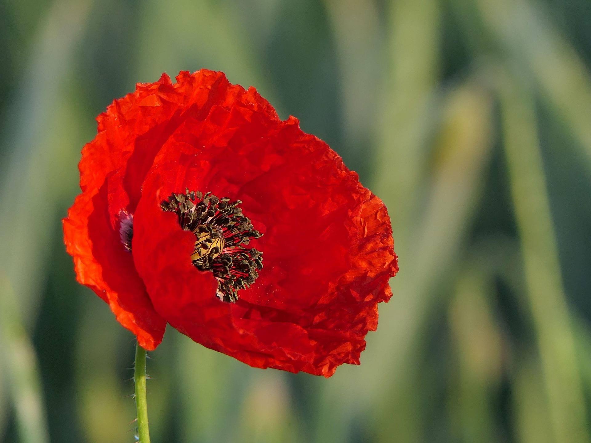 Foto der Pflanze Klatschmohn