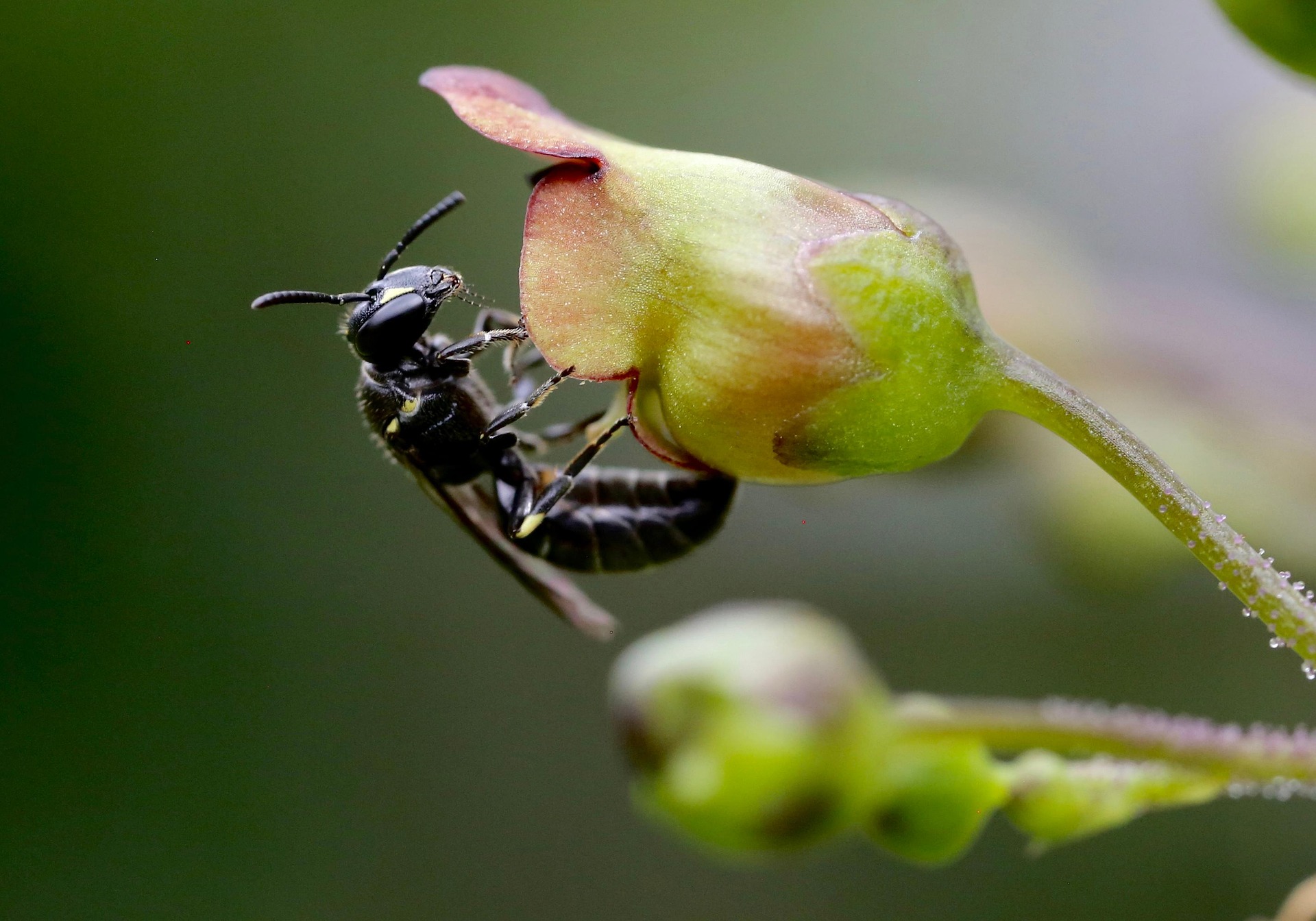 Foto einer Maskenbiene (Hylaeus)