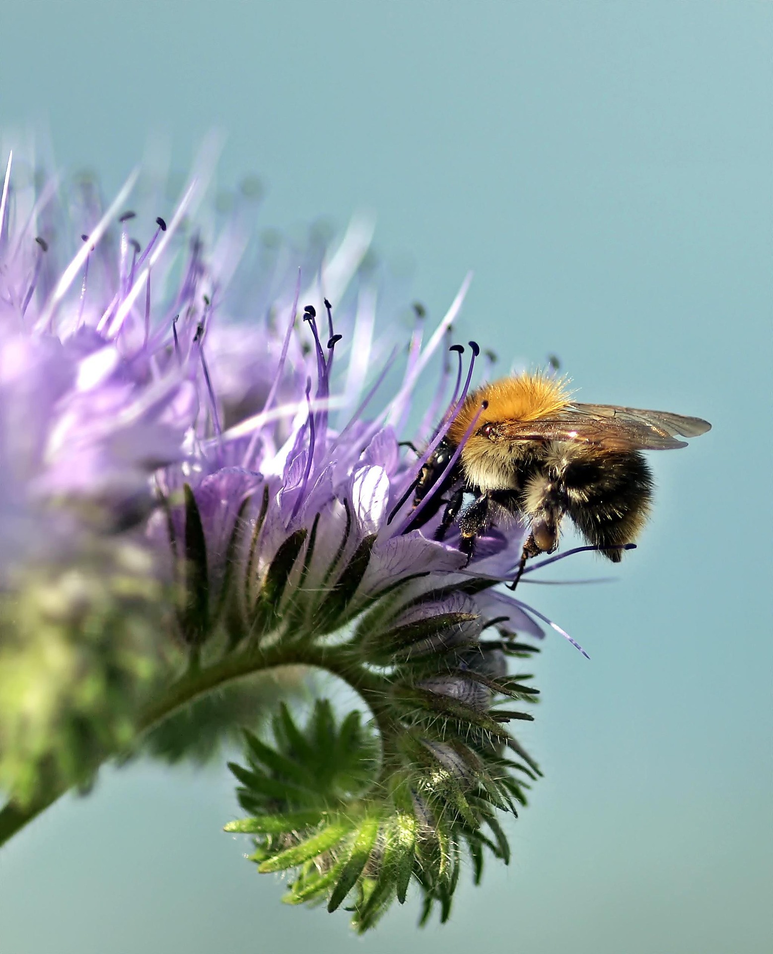Foto der Pflanze Phacelia (Nachsaat)