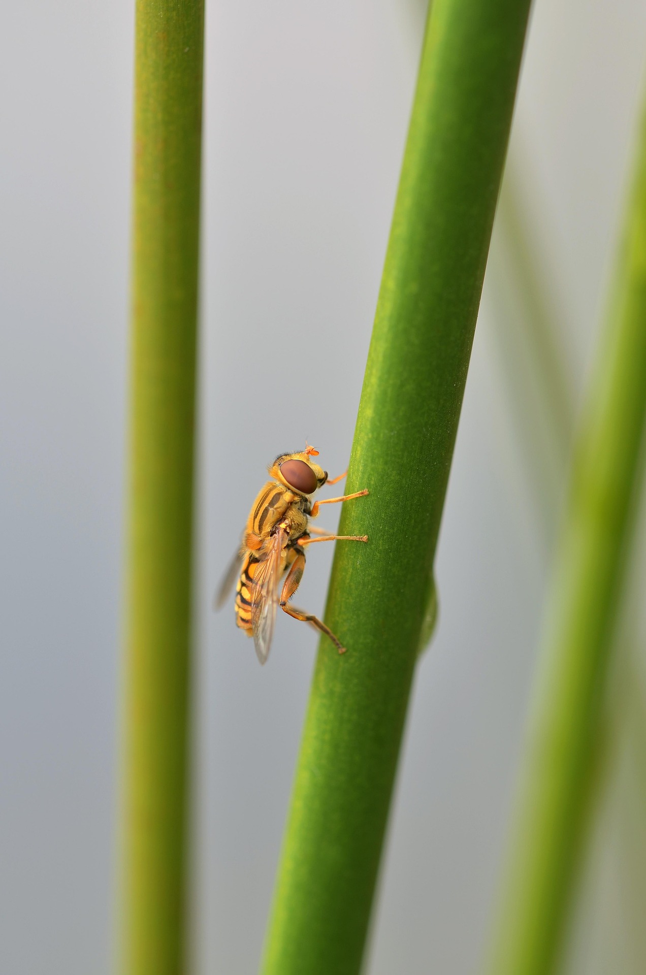 Foto einer Hain-Schwebfliege (Episyrphus balteatus)