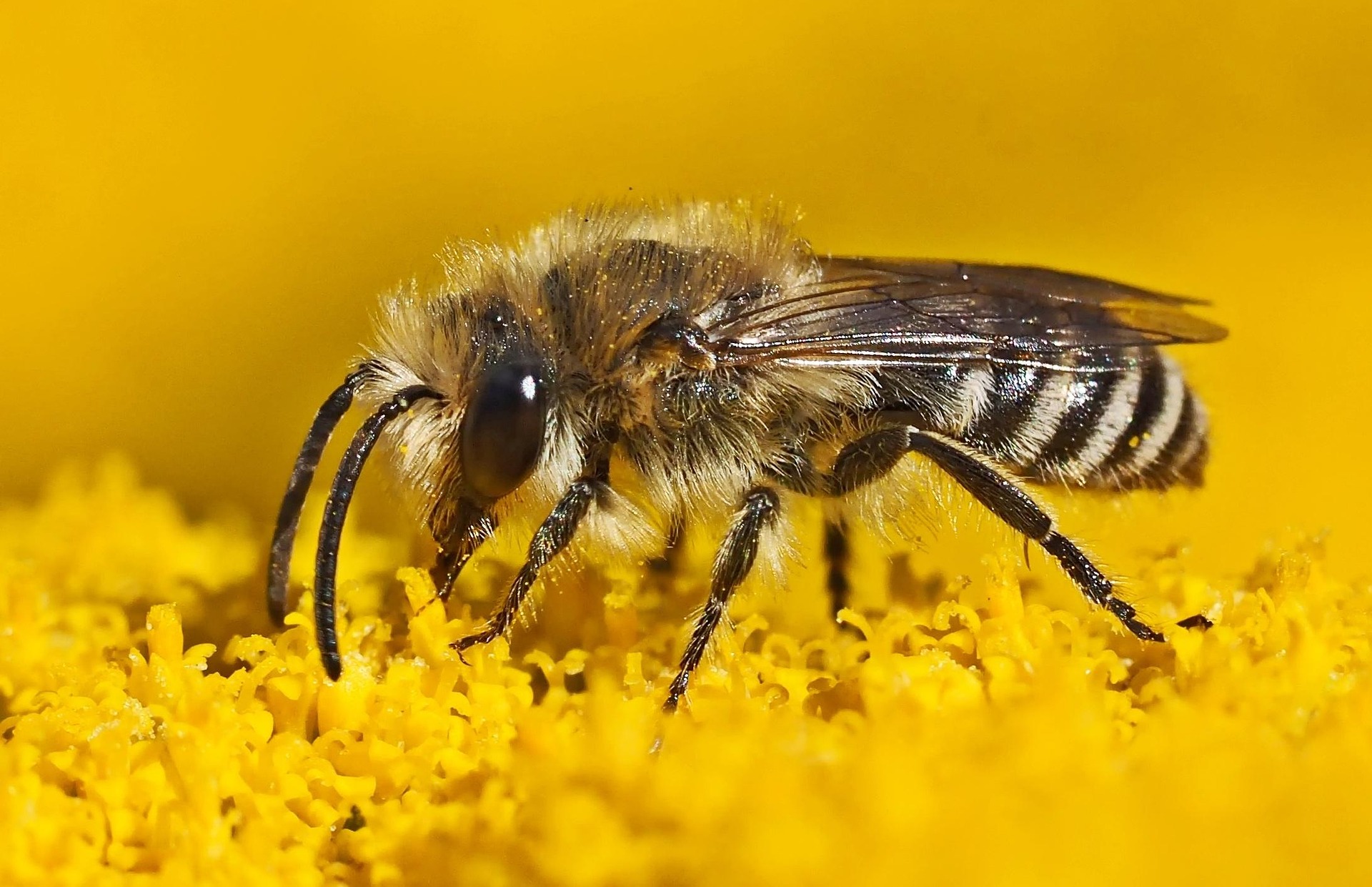 Foto einer Frühlings-Seidenbiene (Colletes cunicularius)