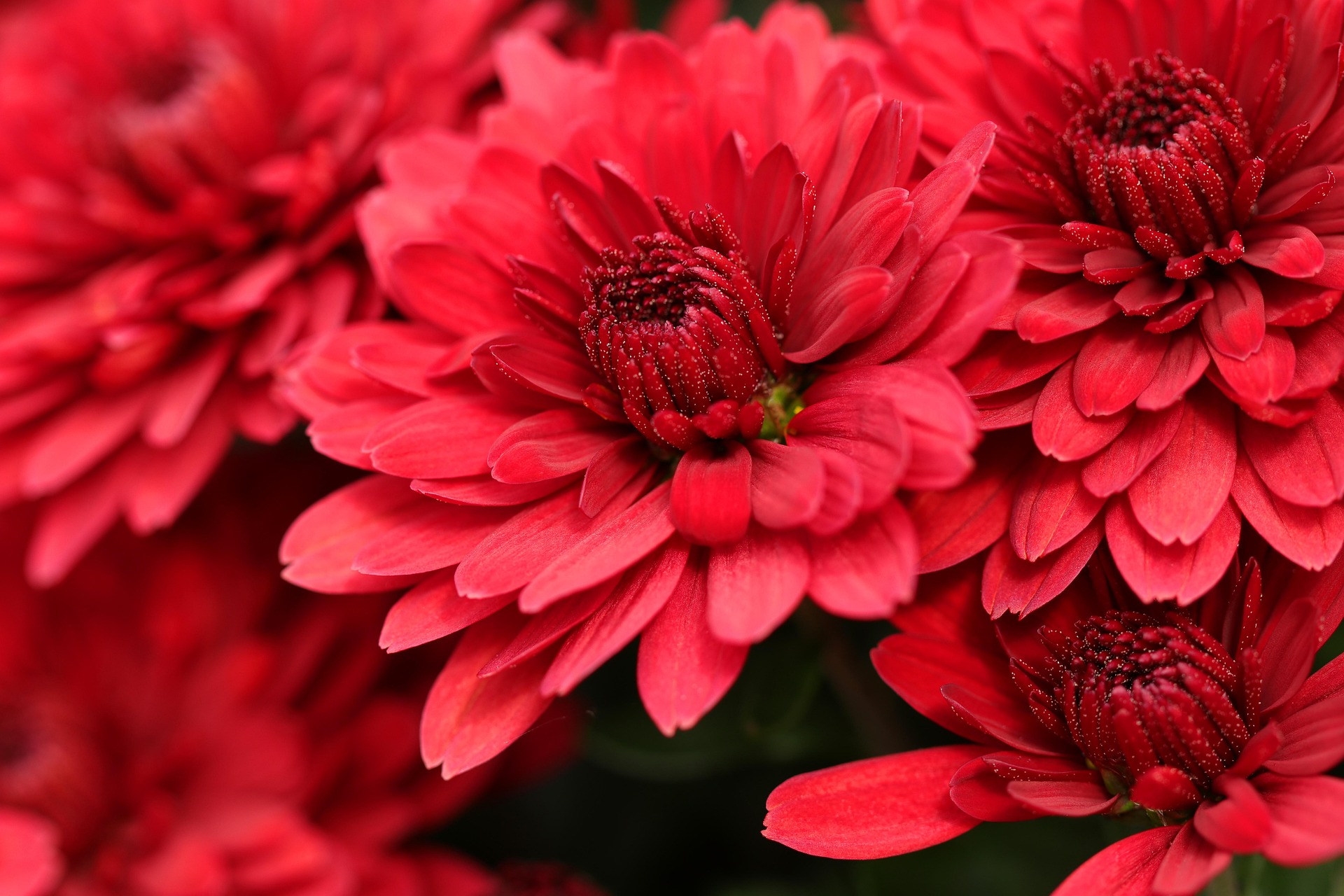 Foto der Giftpflanze Gefüllte Chrysanthemen