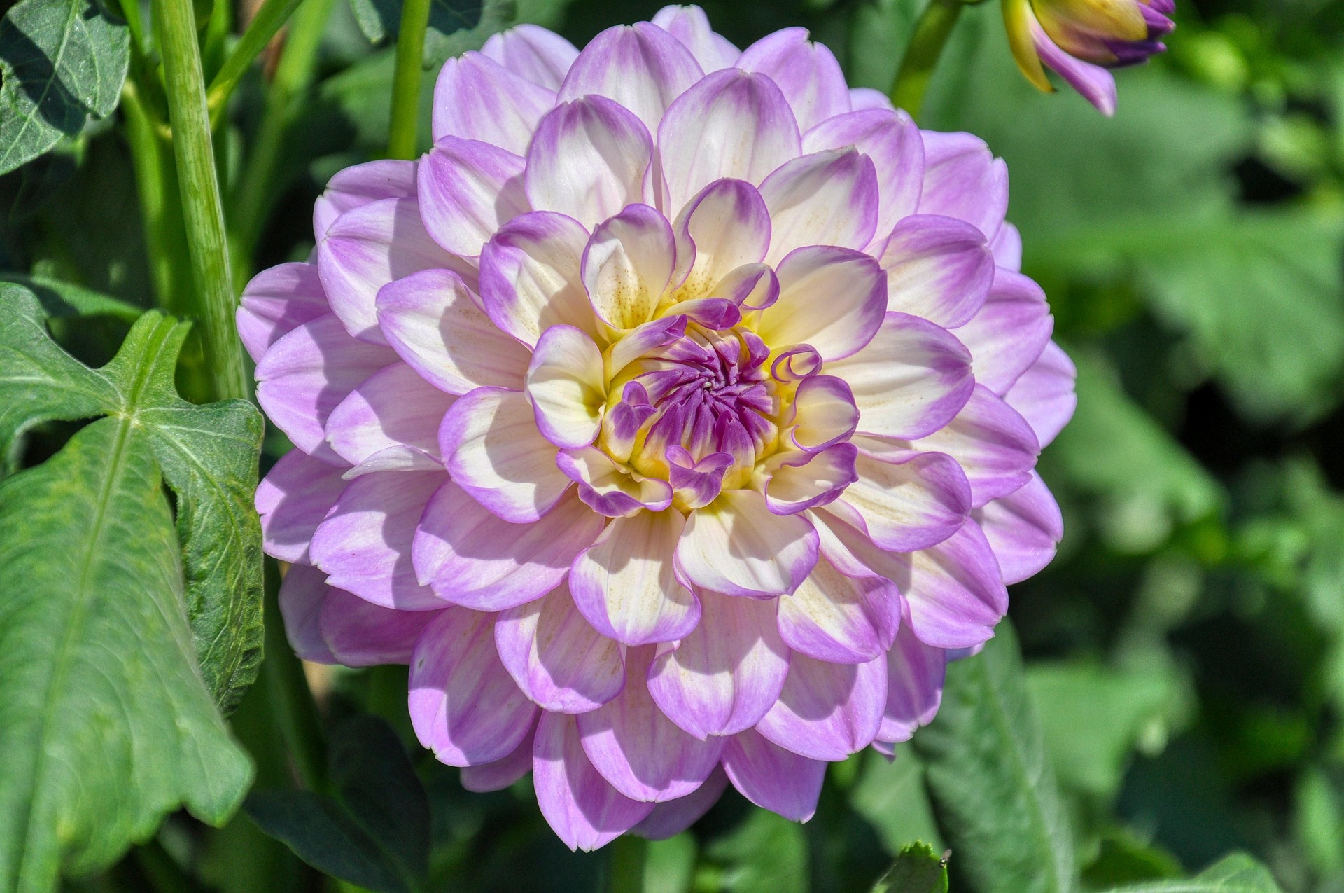 Foto der Giftpflanze Gefüllte Dahlien