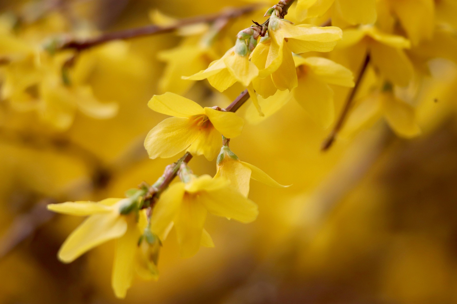 Foto der Giftpflanze Forsythie
