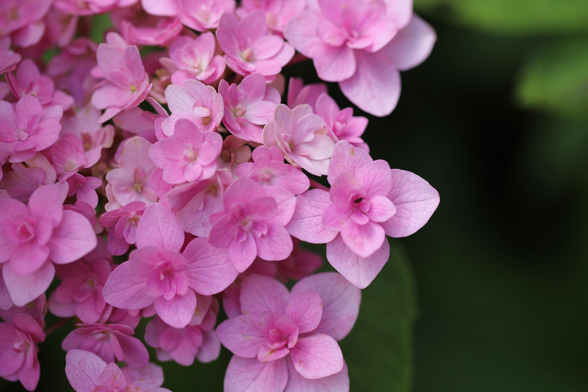 Foto der Giftpflanze Gefüllte Geranien (Pelargonien)