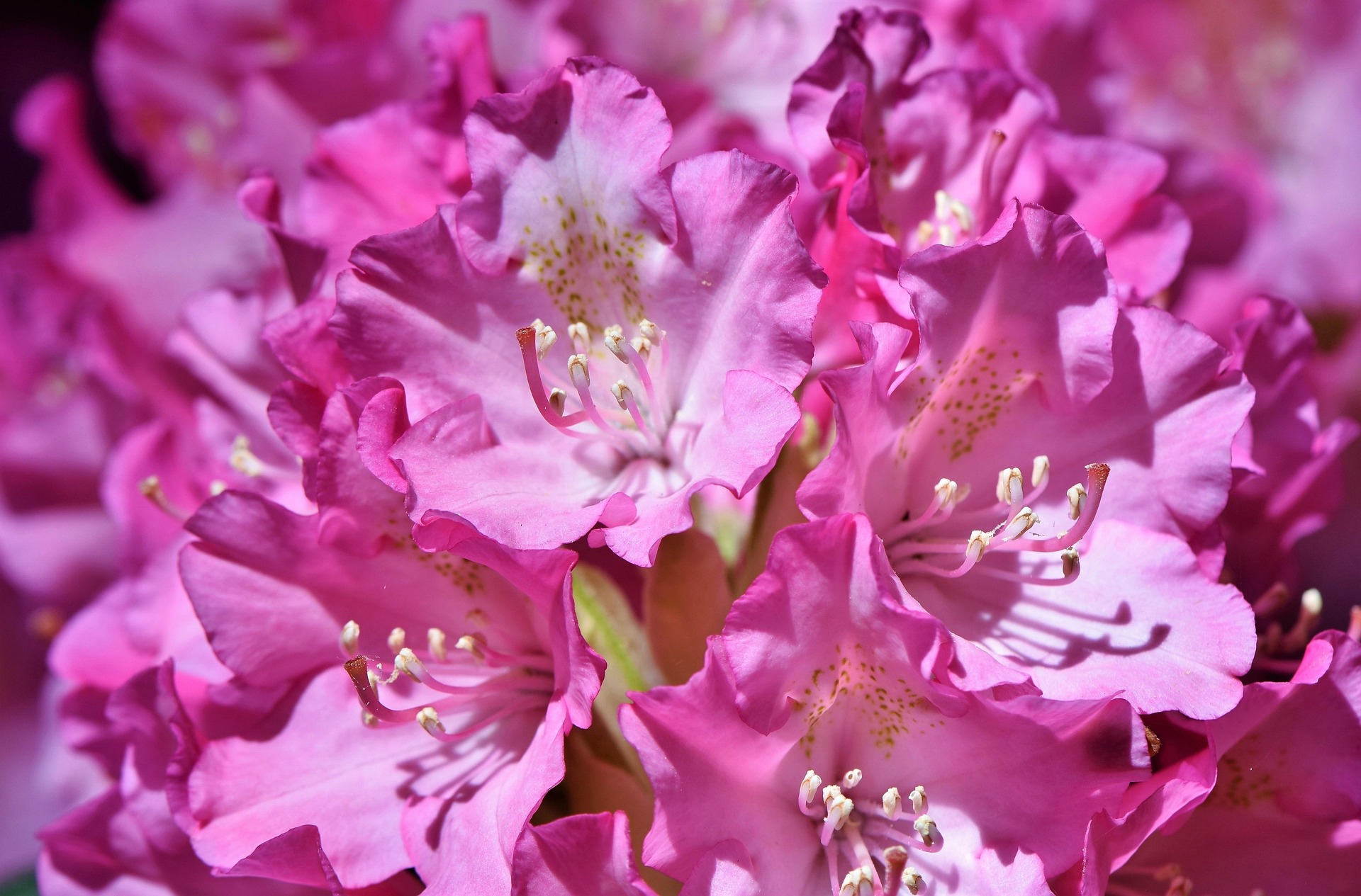 Foto der Giftpflanze Rhododendron (manche Sorten)