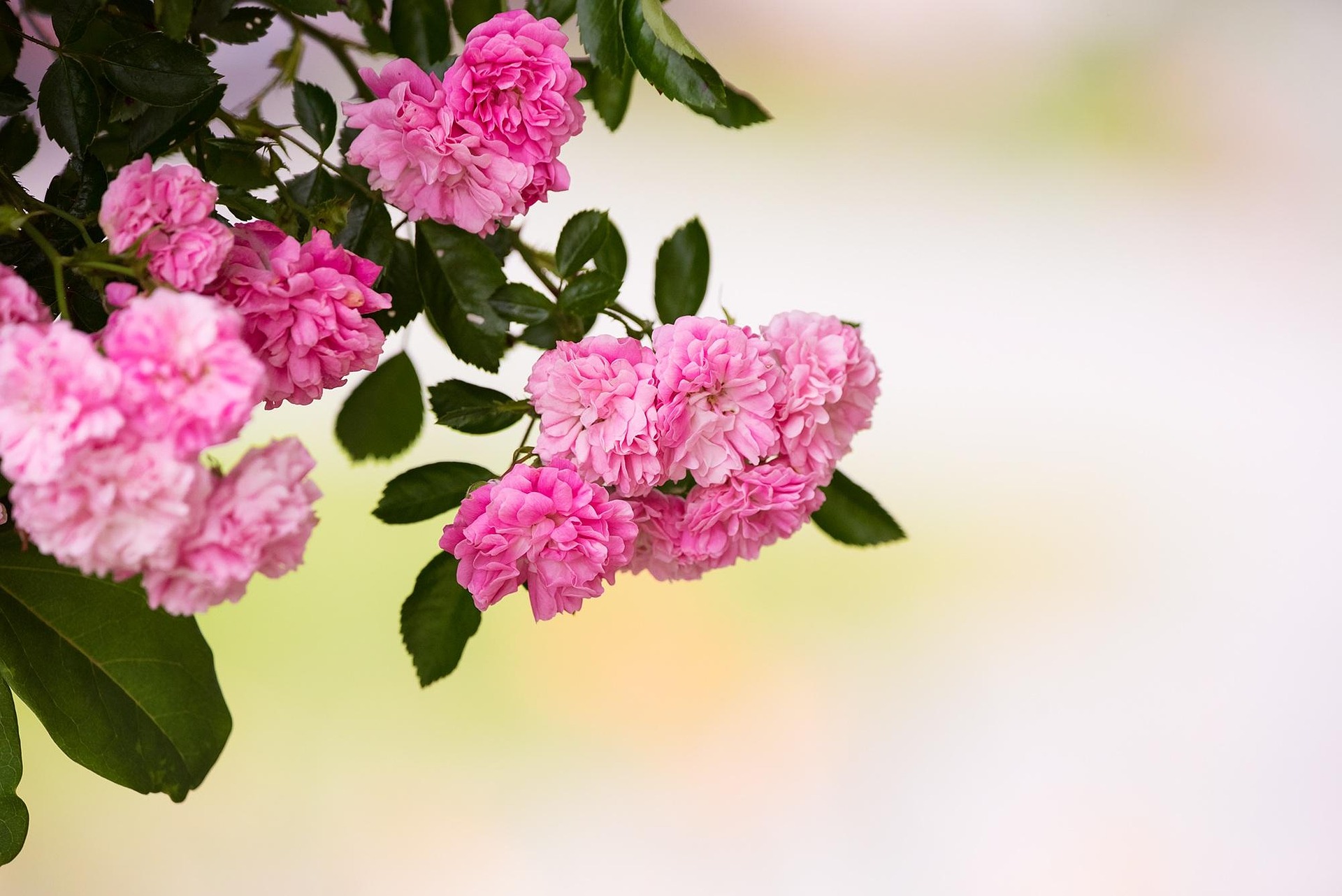 Foto der Giftpflanze Gefüllte Rosen