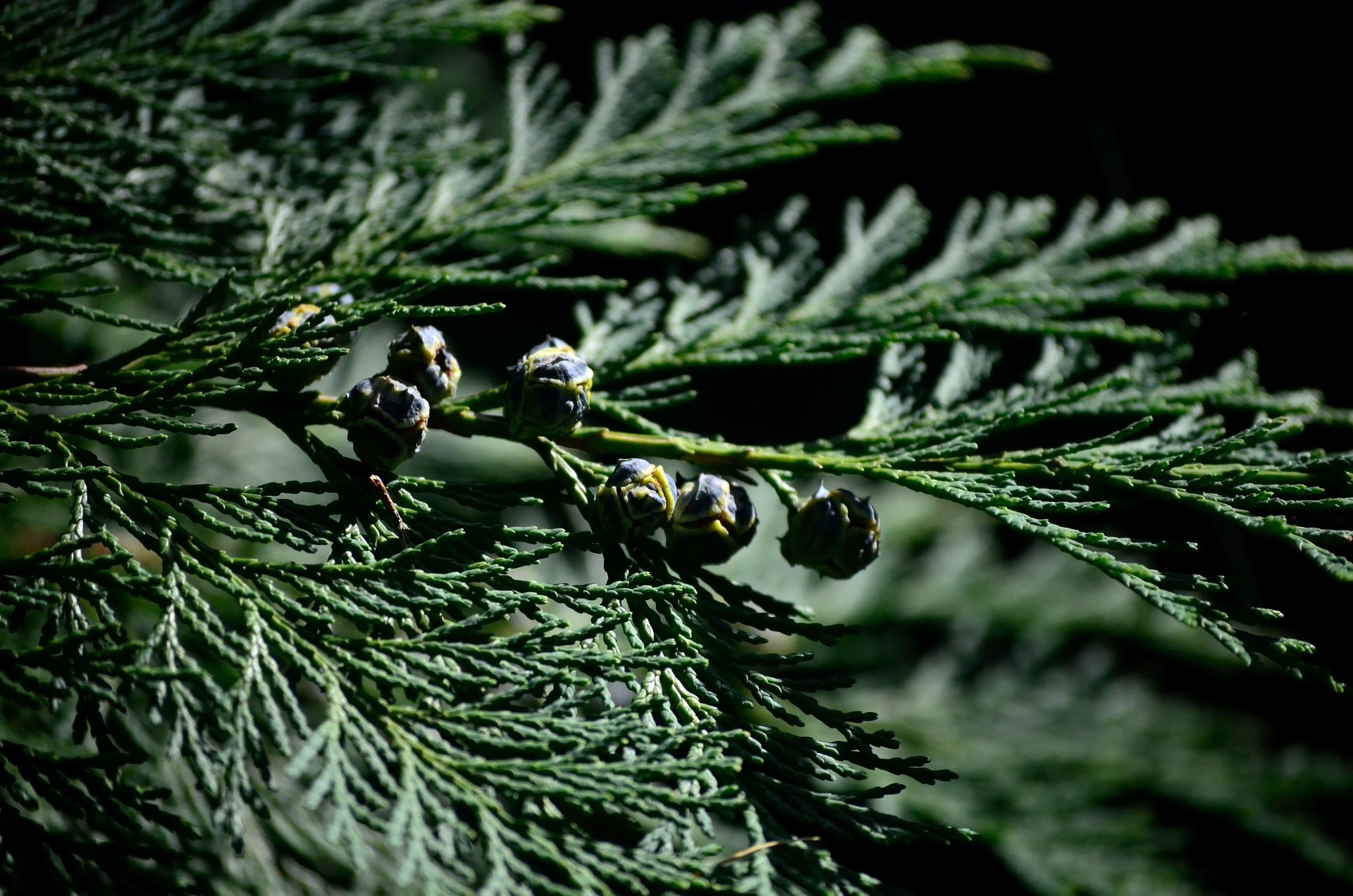 Foto der Giftpflanze Thuja (Lebensbaum)