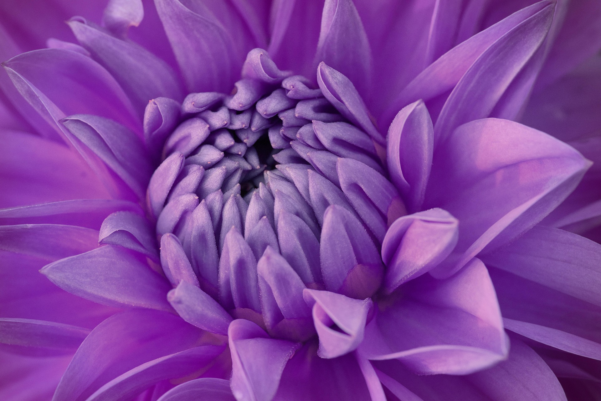 Foto der Giftpflanze Gefüllte Tulpen