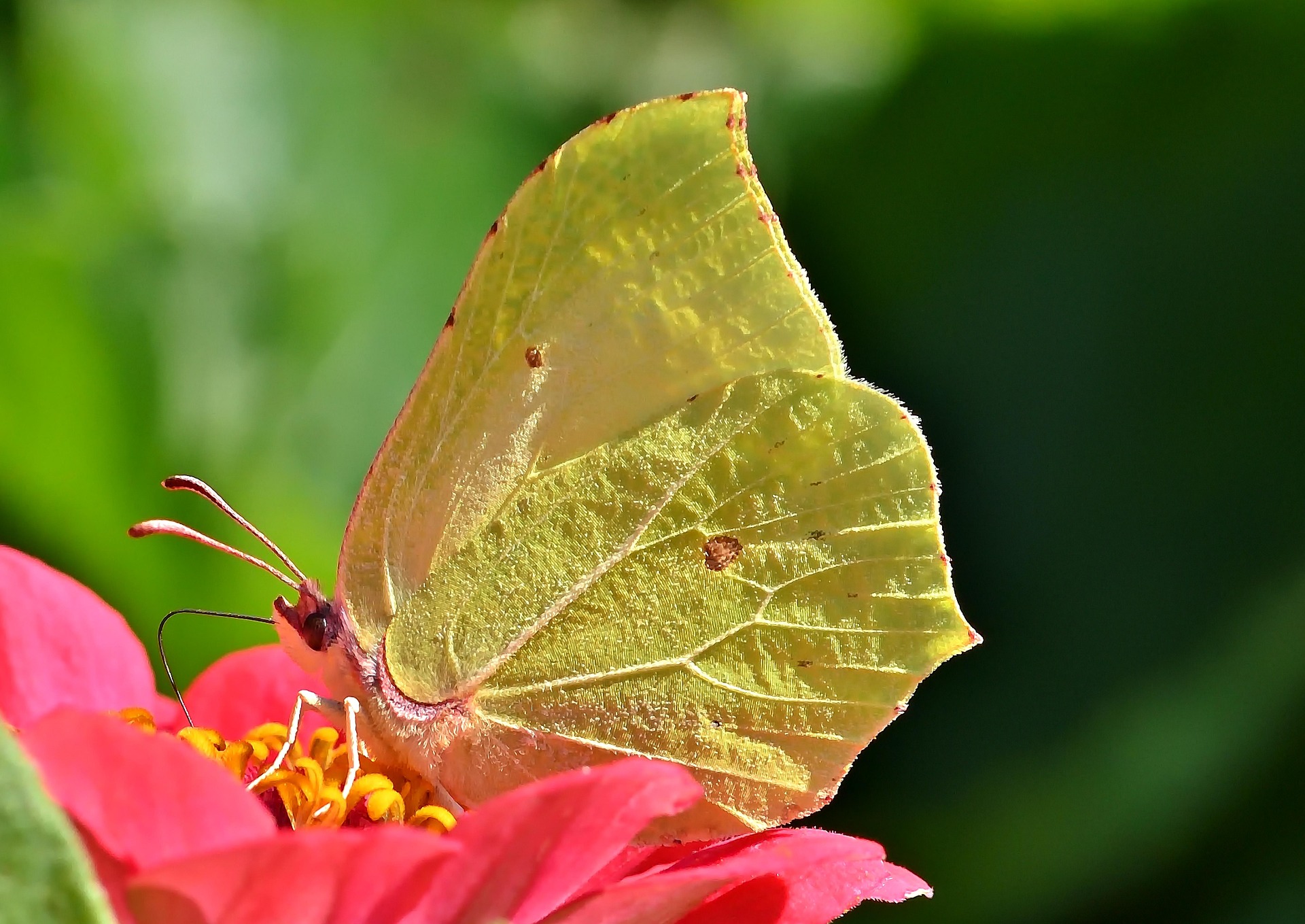 Foto einer Zitronenfalter (Gonepteryx rhamni)